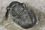 Detailed Gerastos Trilobite Fossil - Morocco #141682-3